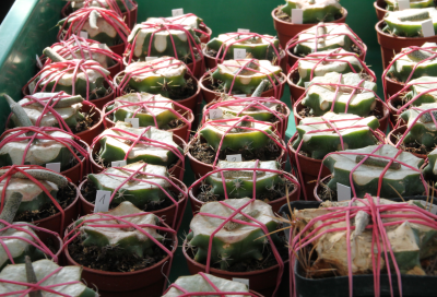 ...75 Pfropfungen von 9 unterschiedlichen Klonen auf Ferocactus glauscescens...